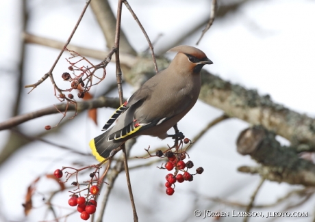 Waxwing and rowanberry