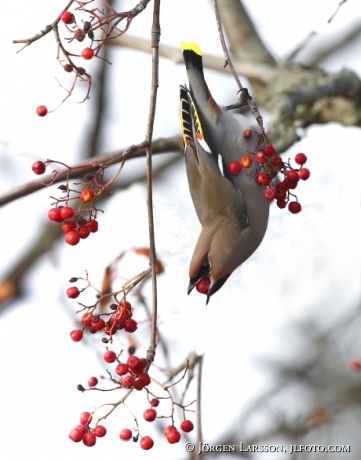 Waxwing and rowanberry