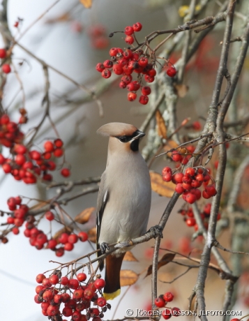 Waxwing and rowanberry