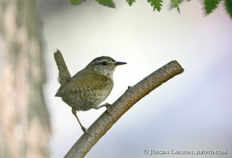 Wren Troglodytes troglodytes