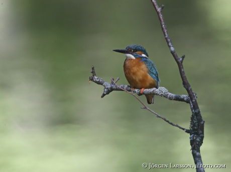 Kingfisher Alcedo atthis