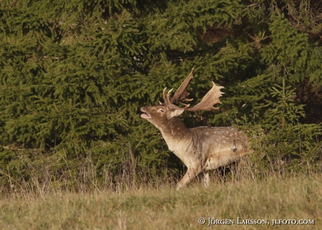 Fallow deer Dama dama