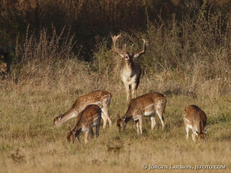 Fallow deer Dama dama