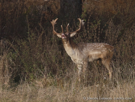 Fallow deer Dama dama