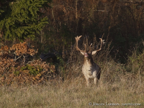 Fallow deer Dama dama