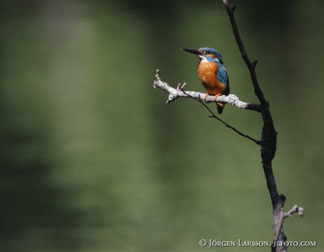 Kingfisher Alcedo atthis