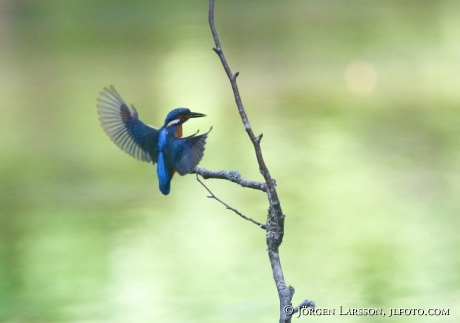 Kingfisher Alcedo atthis