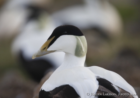 Common Eider Somateria mollissima