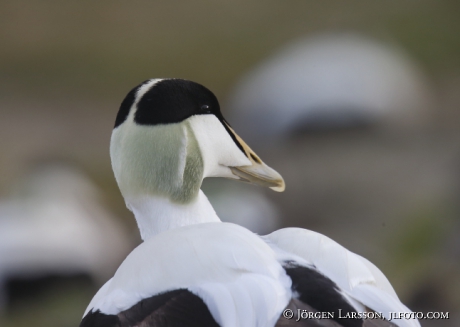 Common Eider Somateria mollissima