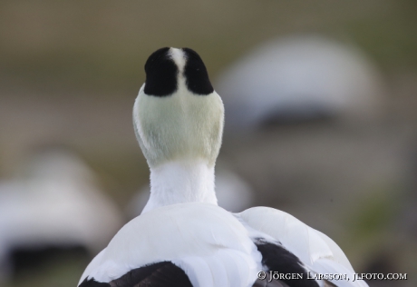 Common Eider Somateria mollissima