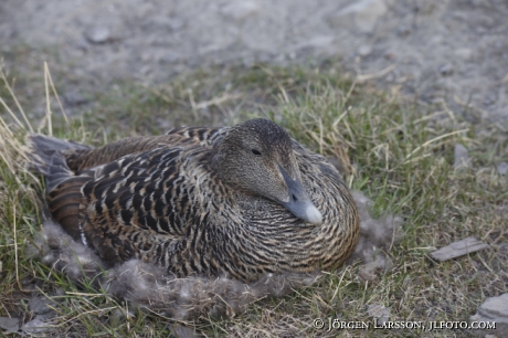 Common Eider Somateria mollissima