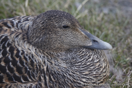 Eider somateria mollissima 