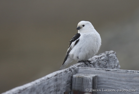 Snösparv Plectrophenax nivalis