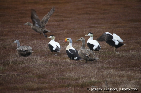 Eider somateria mollissima   Prakteider