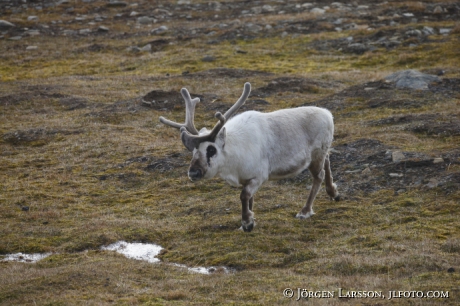 Spetsbergsren Rangifer tarandus