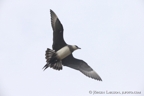 Labb Parasiticus jaeger