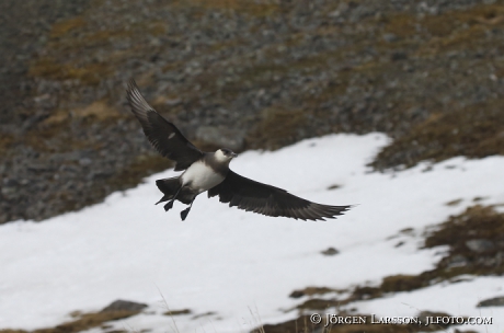 Labb Parasiticus jaeger