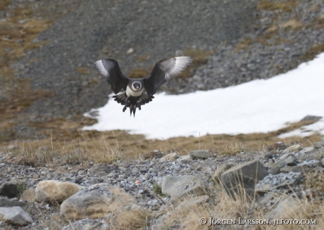 Labb Parasiticus jaeger