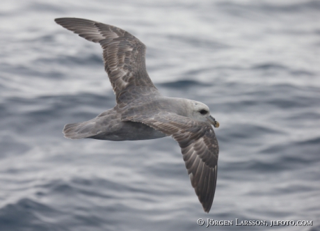 Stormfågel  Fulmarus glacialis