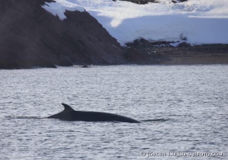 Vikval Balaenoptera acutorostrata