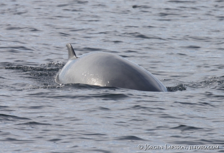 Vikval Balaenoptera acutorostrata