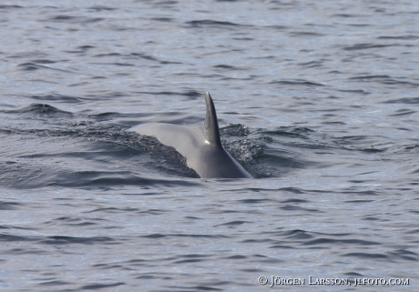 Vikval Balaenoptera acutorostrata