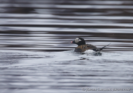 Long-Tailed Duck Clangula hyemalis