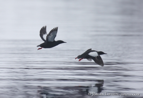 Black Guillemot  Cepphus grylle