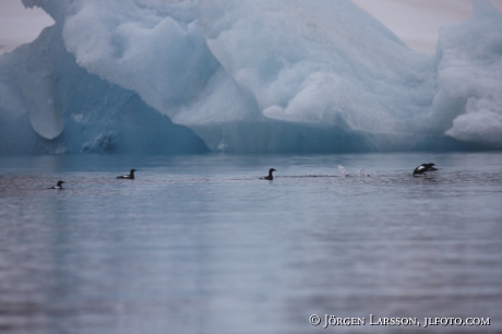 Black Guillemot  Cepphus grylle