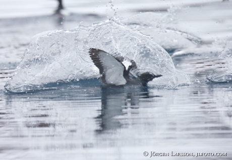 Black Guillemot  Cepphus grylle