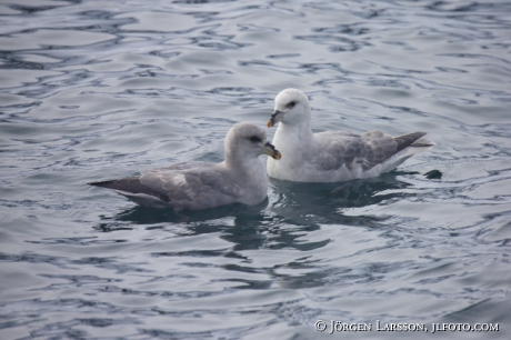 Fulmar  Fulmarus glacialis