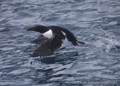 Bunnichs Guillemot  uria lomvia