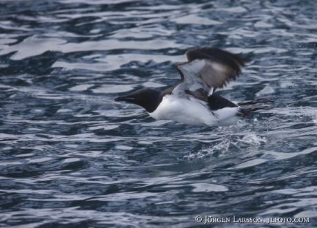 Bunnichs Guillemot  uria lomvia