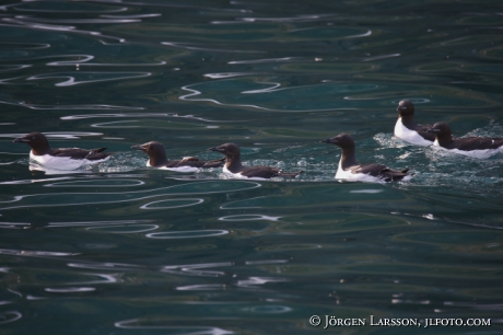 Bunnichs Guillemot  uria lomvia