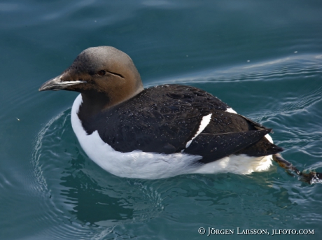 Bunnichs Guillemot  uria lomvia