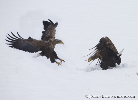 White- tailed eagle Haliaeetus albicilla,