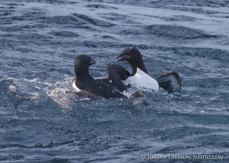 Bunnichs Guillemot  uria lomvia  fighting