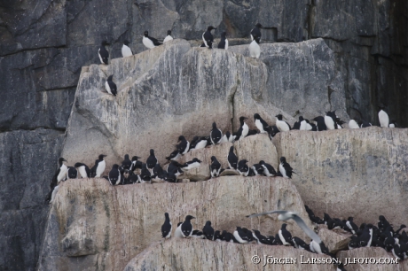 Bunnichs Guillemot  uria lomvia