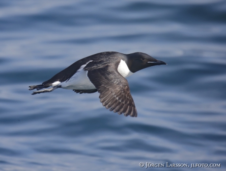 Bunnichs Guillemot  uria lomvia