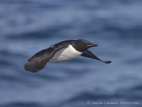 Bunnichs Guillemot  uria lomvia