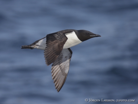 Bunnichs Guillemot  uria lomvia