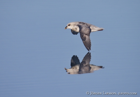 Fulmar  Fulmarus glacialis