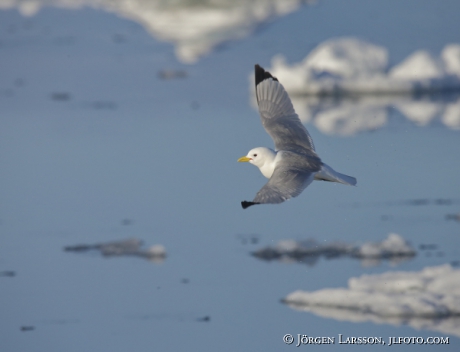 Black Legged Kittiwake   Rissa triddactyla