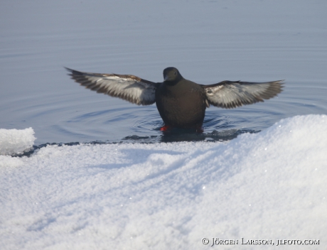 Black Guillemot  Cepphus grylle