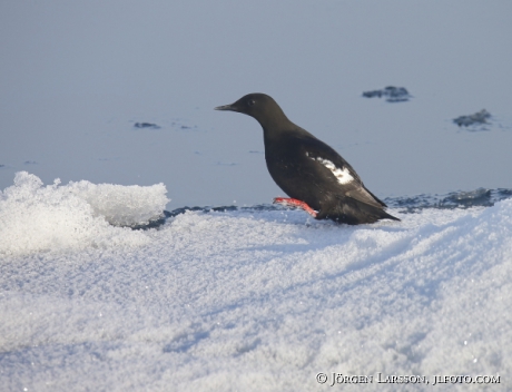 Black Guillemot  Cepphus grylle