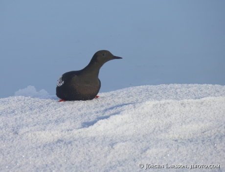 Black Guillemot  Cepphus grylle