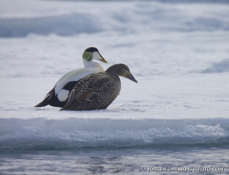 Common Eider Somateria mollissima