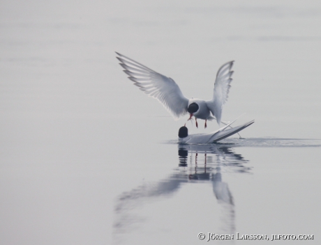 Arctic tern Sterna paradisaea  