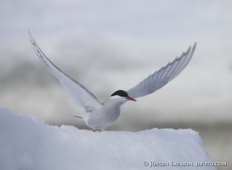 Arctic tern Sterna paradisaea  