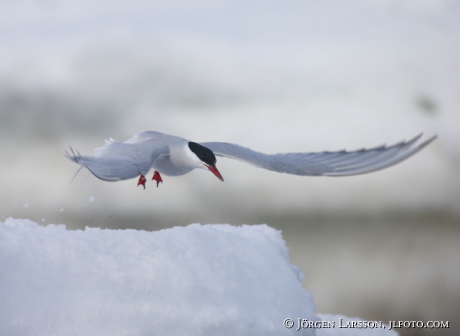 Arctic tern Sterna paradisaea  